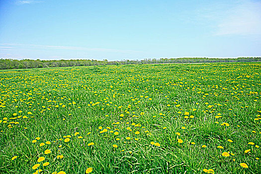 风景