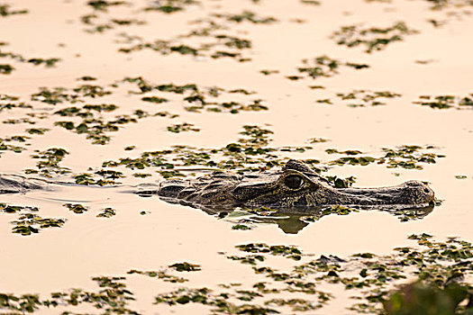 宽吻鳄,鳄属,湿地,水,潘塔纳尔,巴西