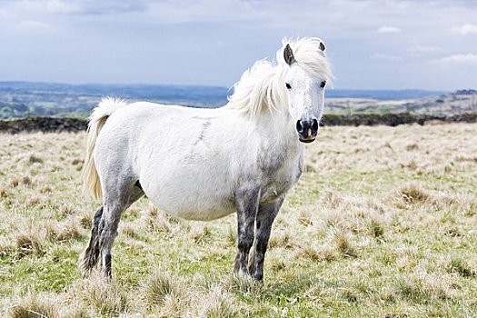 小马,荒野,达特姆尔高原,德文郡,英格兰