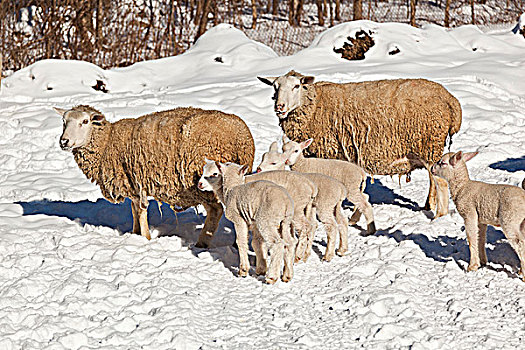 绵羊,羊羔,安大略省,加拿大