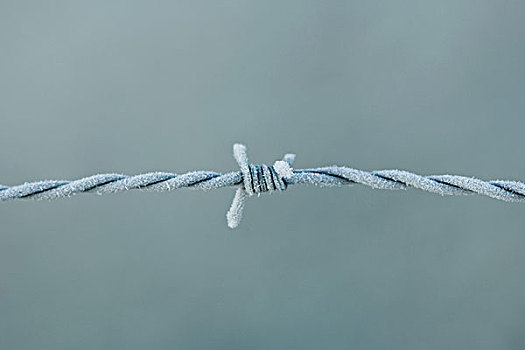 霜,遮盖,刺铁丝网