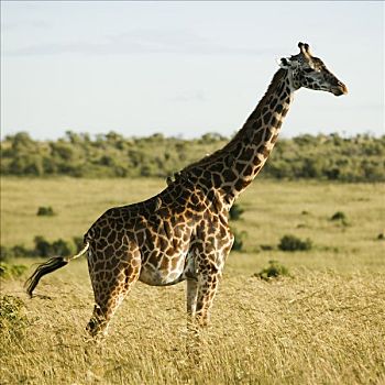 长颈鹿,肯尼亚,非洲
