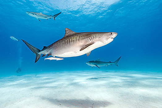 虎鲨,鼬鲨,修长,巴哈马,中美洲