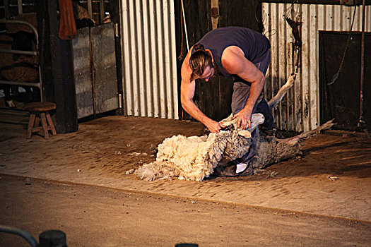 剪羊毛表演