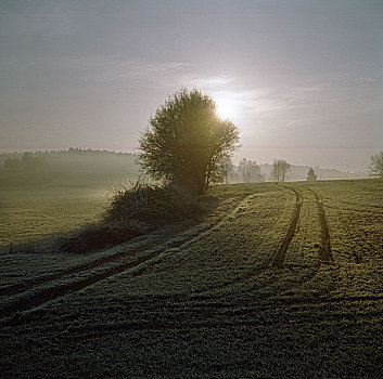 早晨,太阳,上方,雾状,地点,树,巴伐利亚,德国