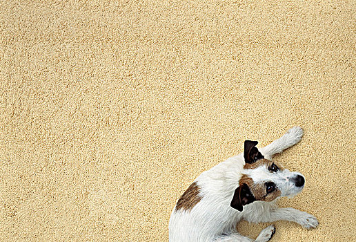 狗,米色,地毯