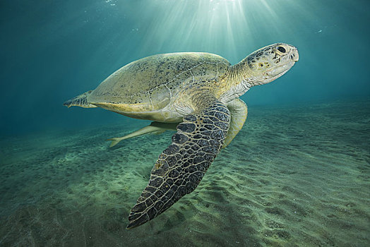 绿海龟,龟类,生活方式,游动,深海,红海,埃及,非洲