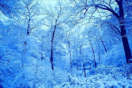 积雪,树,高,公园,多伦多,安大略省,加拿大