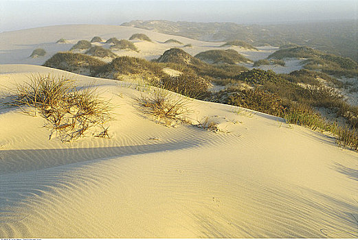 沙丘,灌木,开普省,南非
