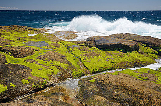 海浪,火山岩,石头,遮盖,绿藻,干盐湖,特内里费岛,加纳利群岛,西班牙,欧洲