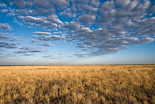 草地,国家公园,博茨瓦纳,非洲