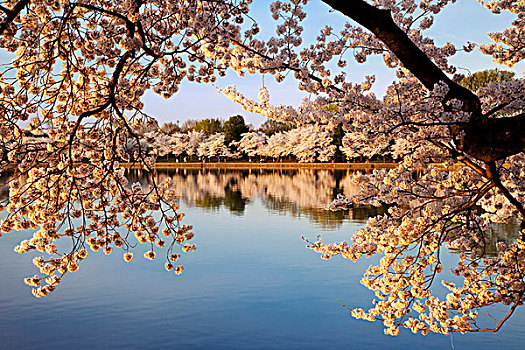花,樱桃树,潮汐,华盛顿特区,美国