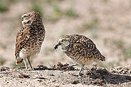 穴鸮,雌性,右边,吃,土地,蟋蟀,雄性,左边,巢穴,普韦布洛,西部,科罗拉多