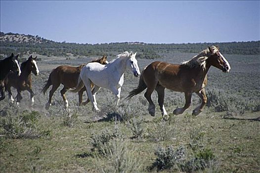 马,阔边帽,牧场,漂石,科罗拉多,美国