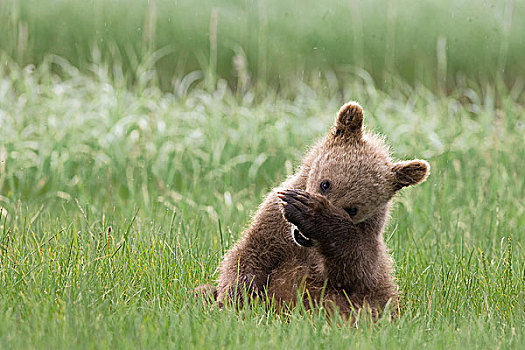 大灰熊,棕熊,一岁,幼兽,擦,鼻子,莎草,卡特麦国家公园,阿拉斯加
