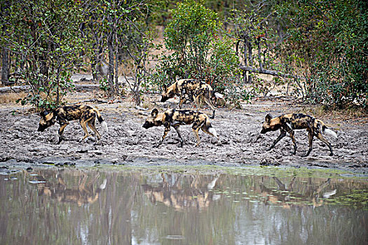非洲野狗,非洲野犬属,水坑,猎捕,北方,博茨瓦纳