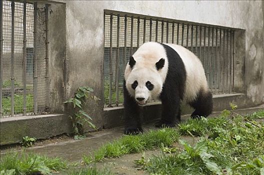 大熊猫,围挡,五月,2008年,地震,卧龙,中国
