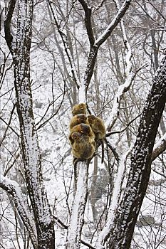 金色,猴子,坐在树上,秦岭,陕西,省,中国
