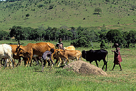 肯尼亚,马赛马拉,马萨伊,乡村,男孩,放牧,牛