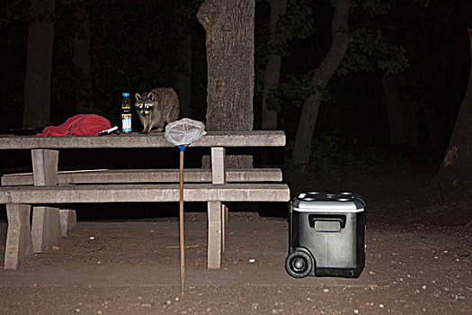 浣熊,野餐桌,夜晚,山,国家野生动植物保护区,俄克拉荷马,美国