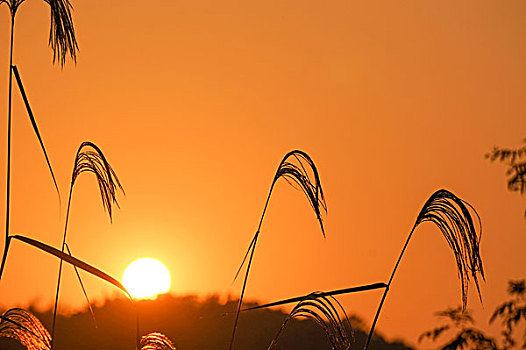 夕阳芦苇