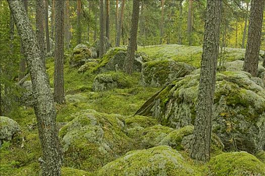 松树,树林,石头,遮盖,苔藓,北美驯鹿,驯鹿,国家公园,芬兰,斯堪的纳维亚