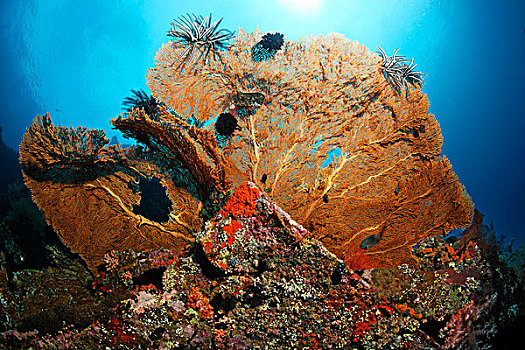 海扇,柳珊瑚虫,自由,残骸,珊瑚,图兰奔,巴厘岛,印度尼西亚,印度洋,海洋