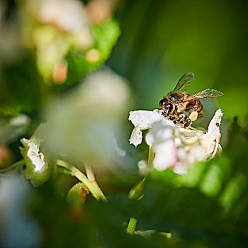 蜜蜂,授粉,花