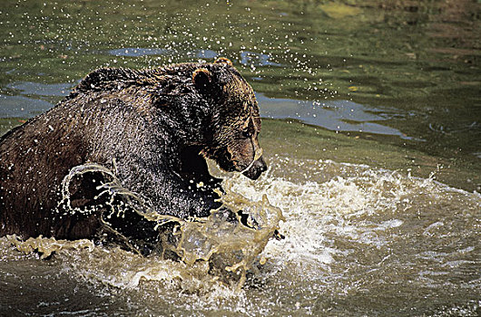 棕熊,成年,沐浴