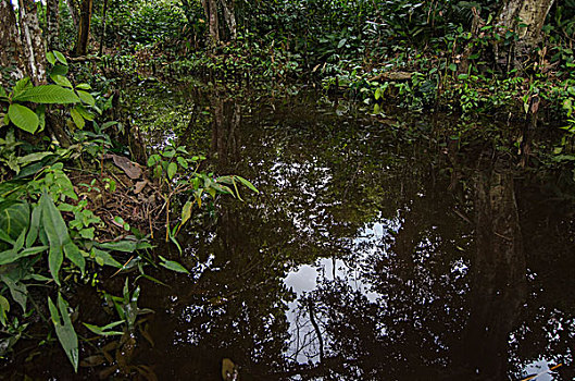 河流,国家公园,刚果