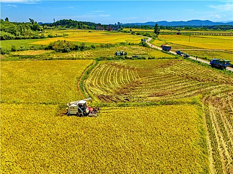 江西金溪,示范创建促粮食增产增效