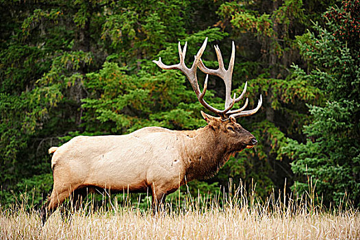 麋鹿,鹿属,走,草,碧玉国家公园,艾伯塔省,省,加拿大,北美
