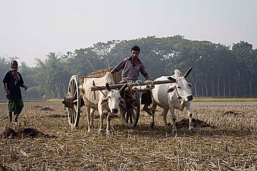农民,肥料,阉牛,手推车,孟加拉,一月,2008年