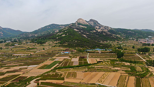 山东省日照市,万亩茶园染绿乡村大地,茶产业助农民致富