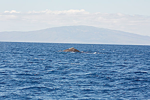 鲸,海洋