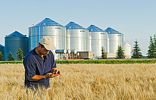 农民,看,成熟,小麦,谷物,背景,曼尼托巴,加拿大