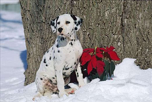 斑点狗,狗,小狗,雪中