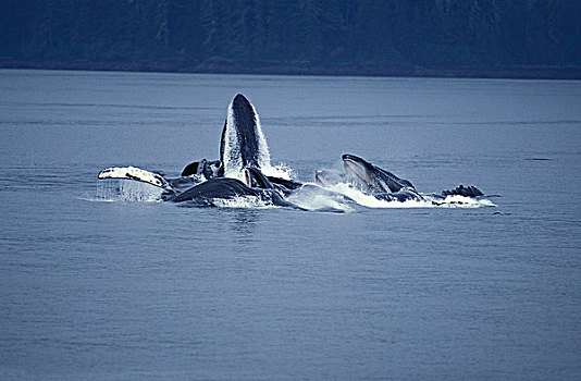 鲸,大翅鲸属,鲸鱼,群,张嘴,抓住,磷虾,阿拉斯加