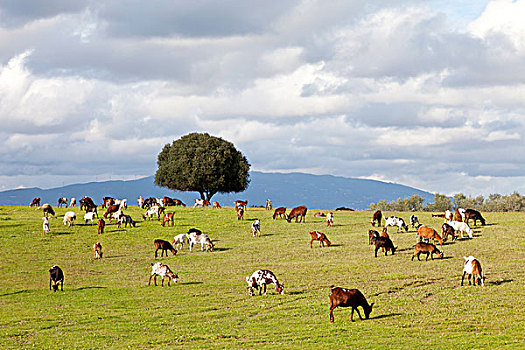 牧群,山羊,站立,绿色,草地,一个,孤树,晚上,太阳,南方,葡萄牙,欧洲