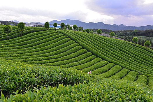 贵州凤冈茶海之心景区