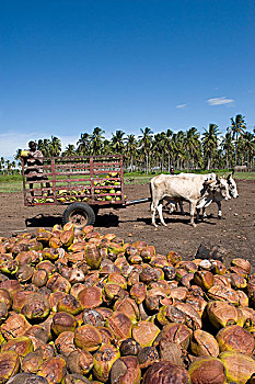 递送,椰子,处理,干椰肉,莫桑比克,非洲
