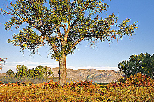 棉白杨,杨树,恐龙省立公园,艾伯塔省,加拿大