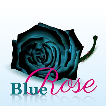 蓝色,玫瑰,白色背景,背景,文字