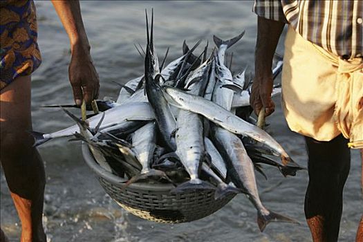 捕鱼者,带来,鱼,喀拉拉,印度