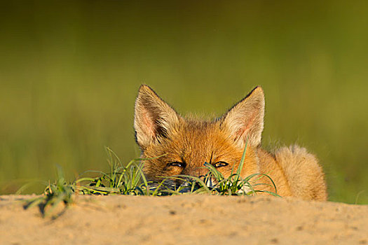 红狐,狐属,幼兽,休息,洞穴,黑森州,德国,欧洲