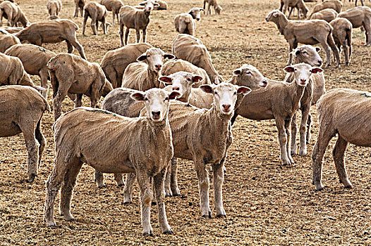 羊群,放牧,风景,大幅,尺寸