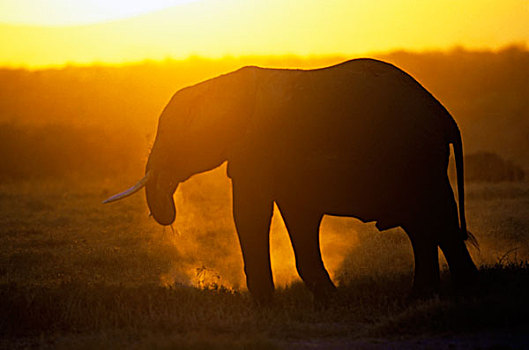 肯尼亚,安伯塞利国家公园,大象,日落