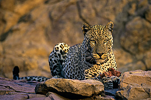 纳米比亚,豹