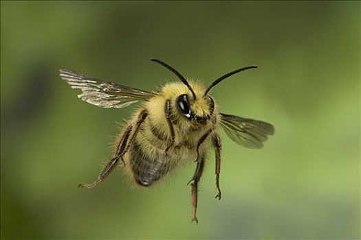 蜜蜂,飞,西部,俄勒冈