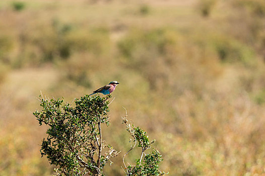 非洲草原树枝上等待捕食的紫胸佛法僧鸟